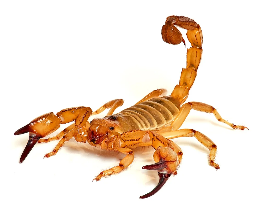 Scorpion control in Phoenix