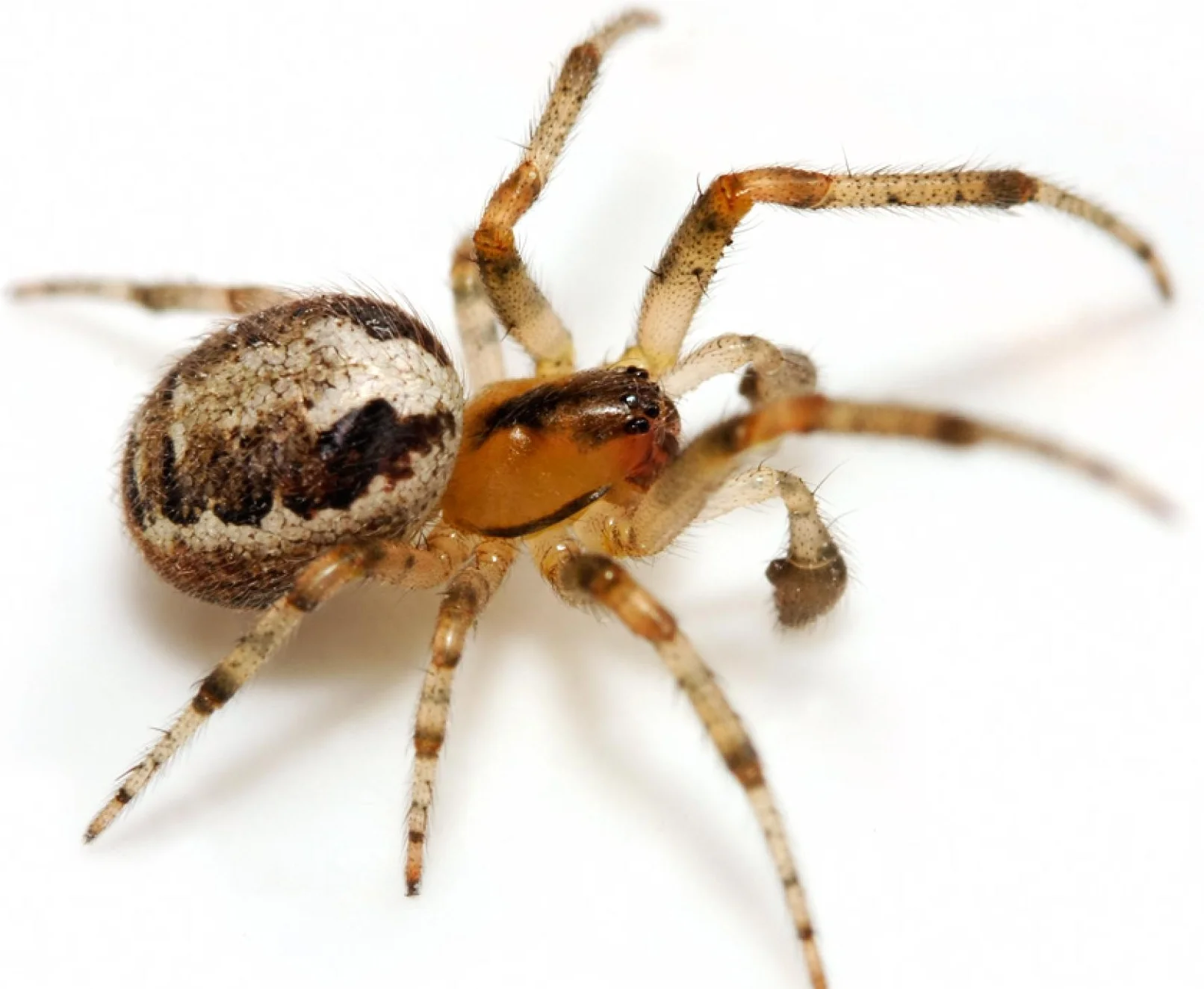 Spider control Phoenix