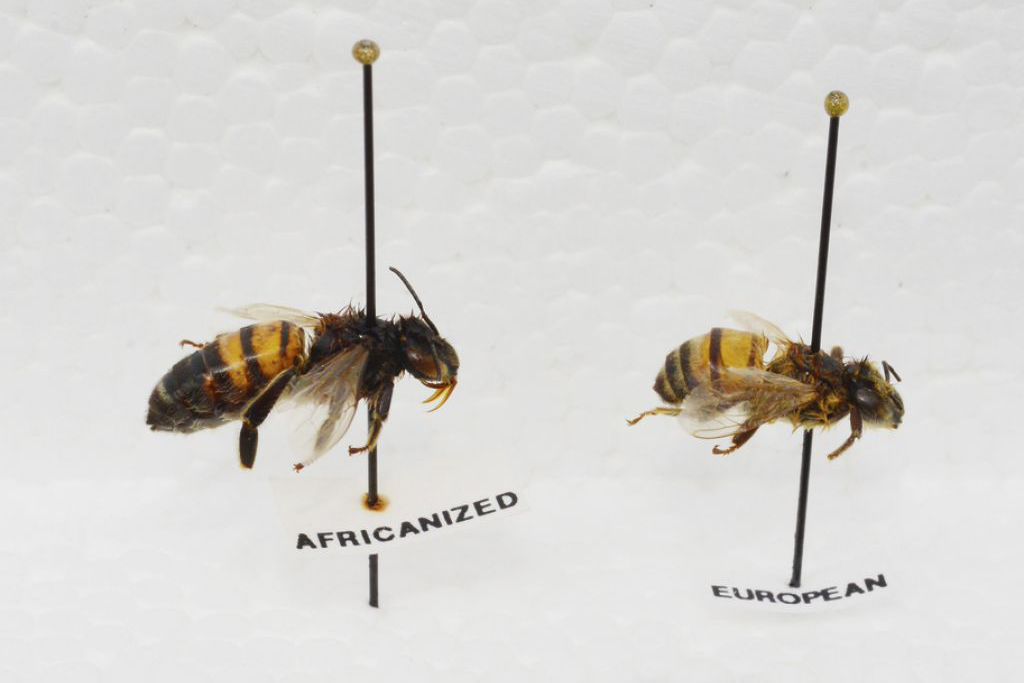 European Africanized Bees