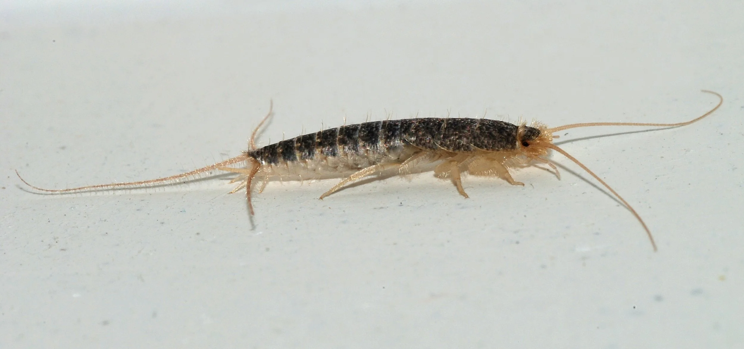 Silverfish, Lepisma saccharina