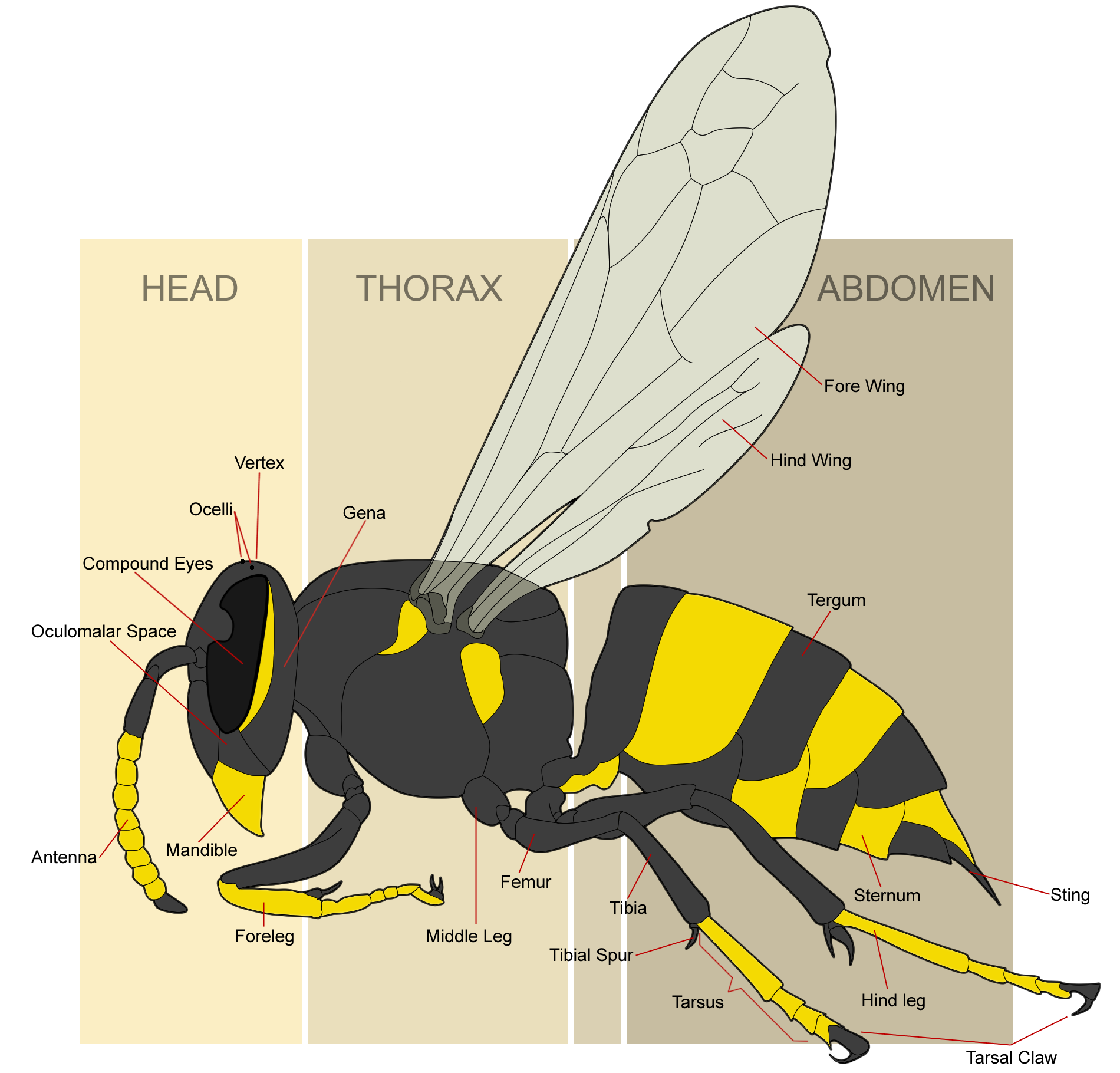 Wasp Morphology