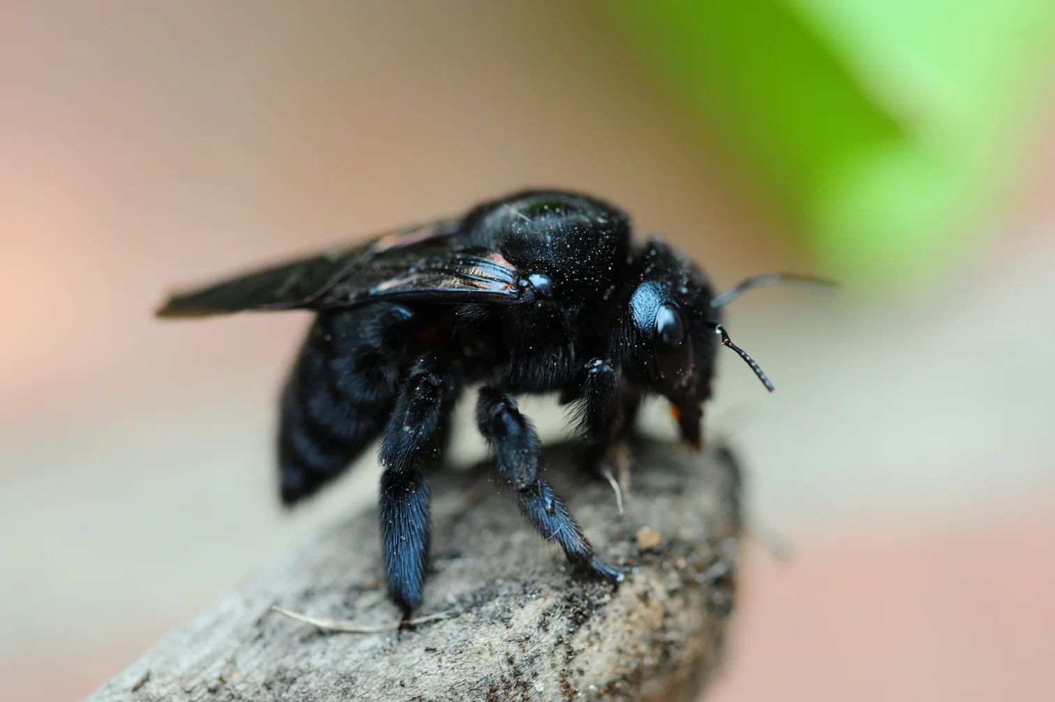 Carpenter Bee, Xylocopa