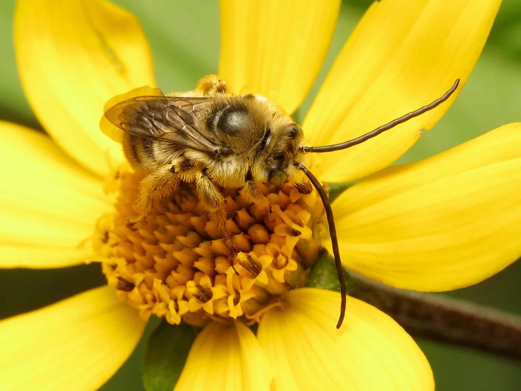 Long-Horned Bee, Apidae