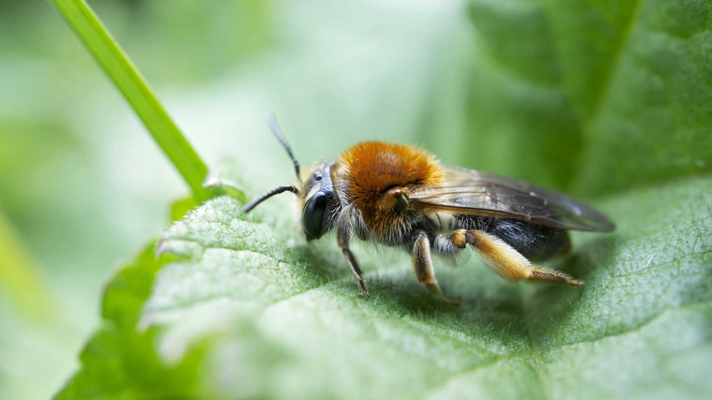Mining Bee, Andrena