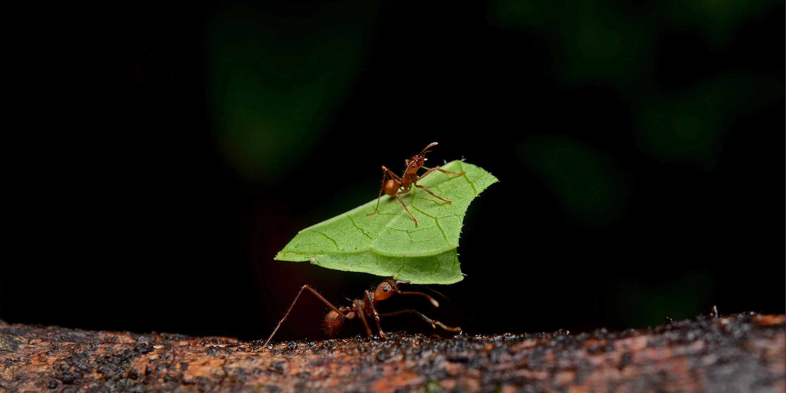 Leafcutter Ants, Atta