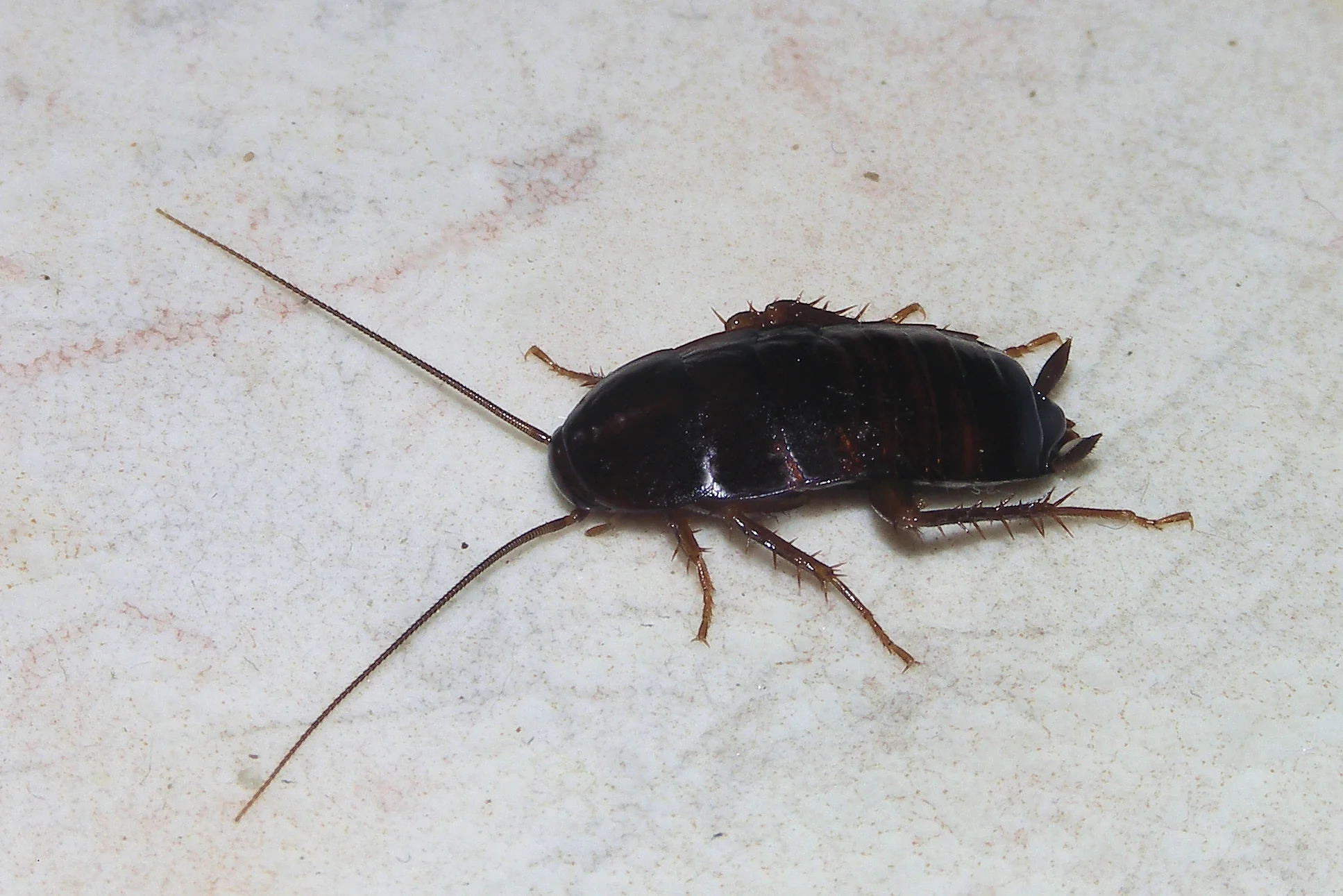 Oriental Cockroach, Blatta orientalis