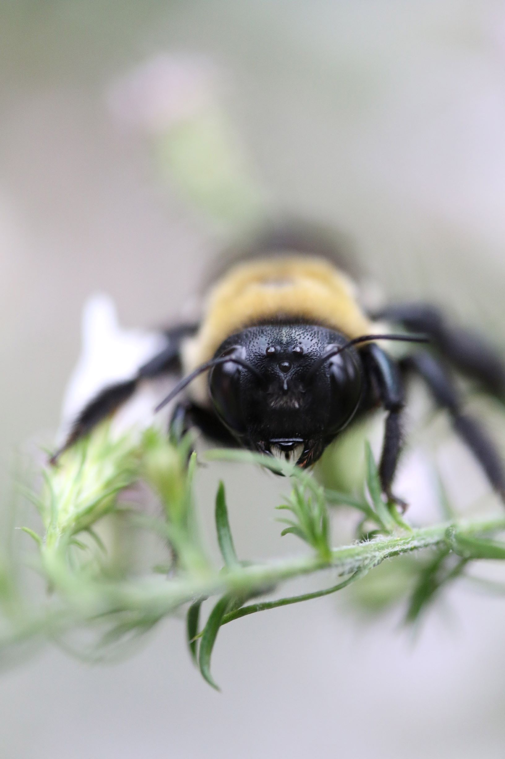 bee problems in laveen az.jpg