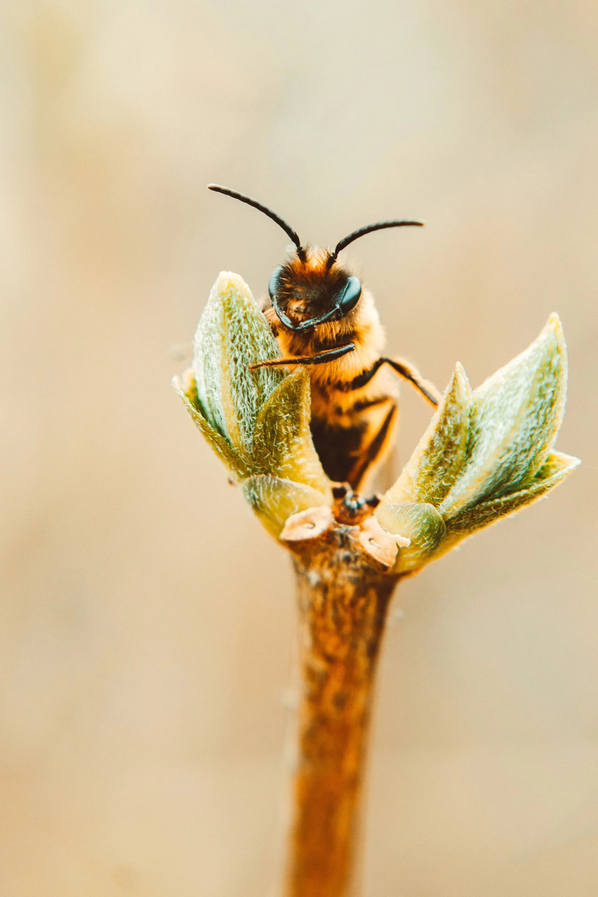 bee.jpg