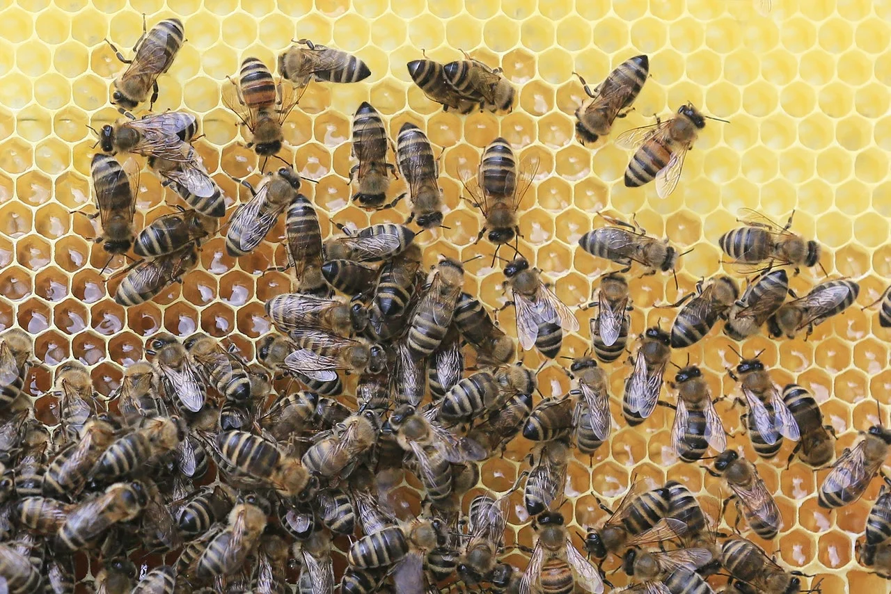 bee honeycomb.jpg