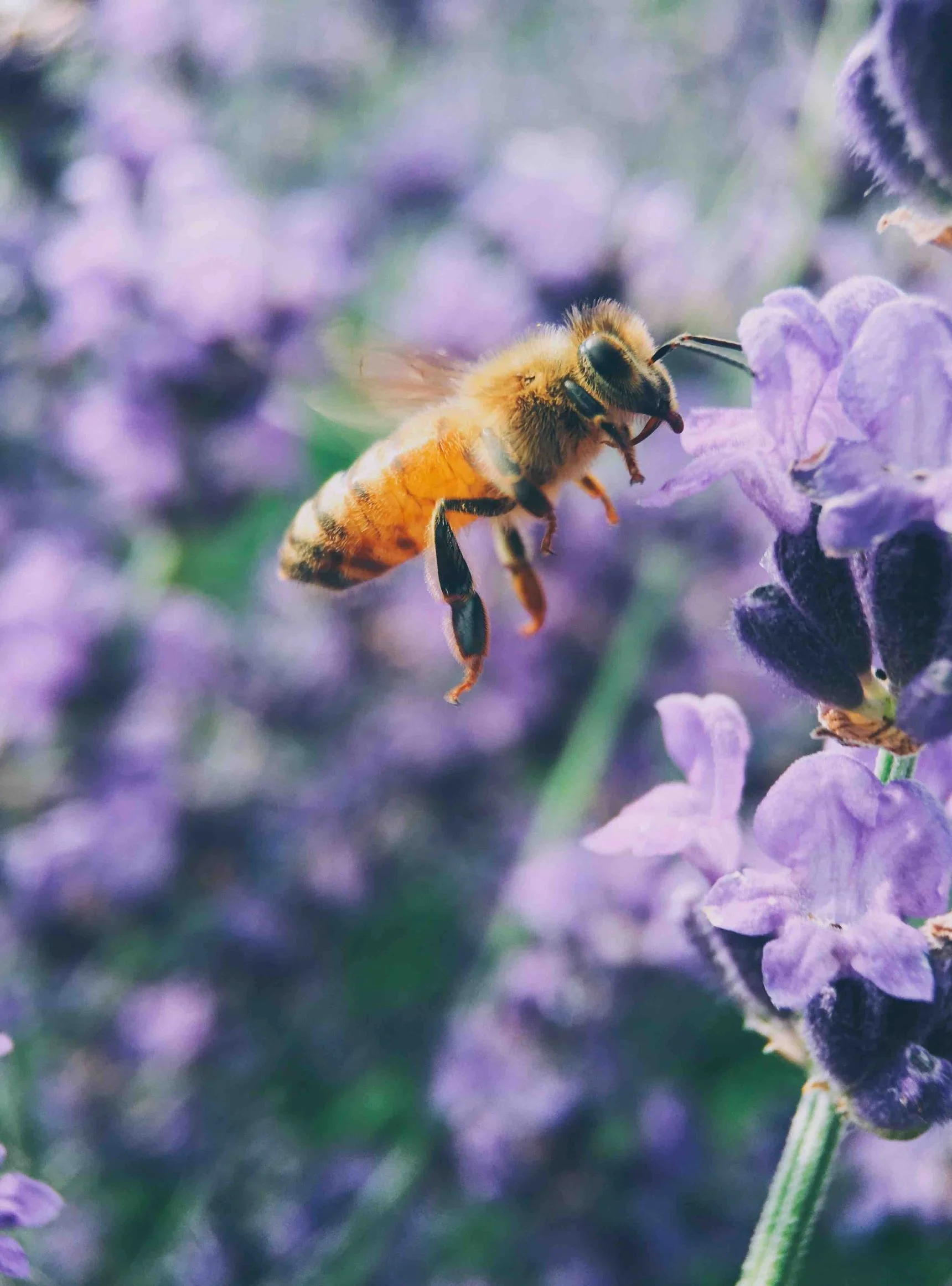 bee on flower.jpg