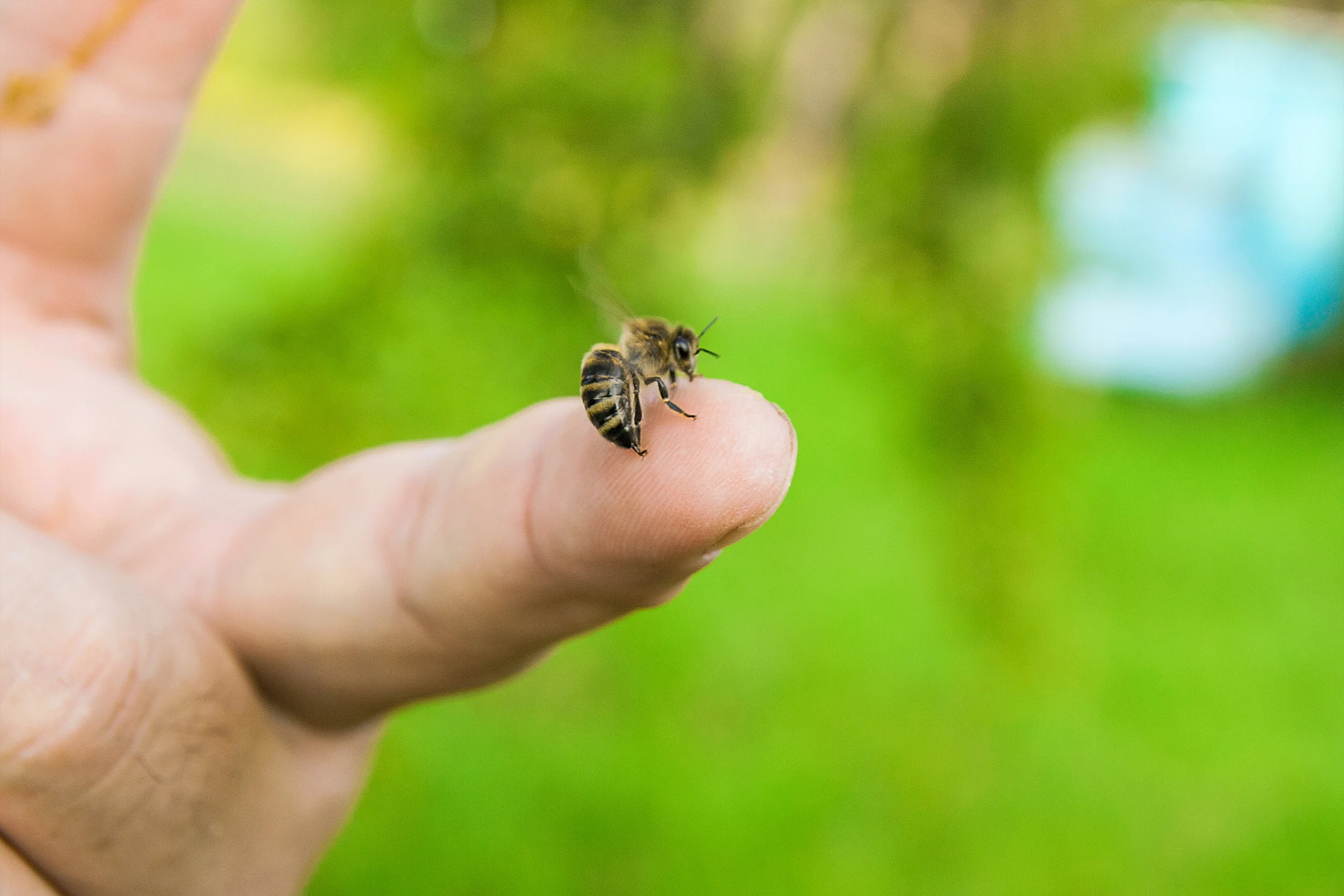 home remedies for bee stings.jpg