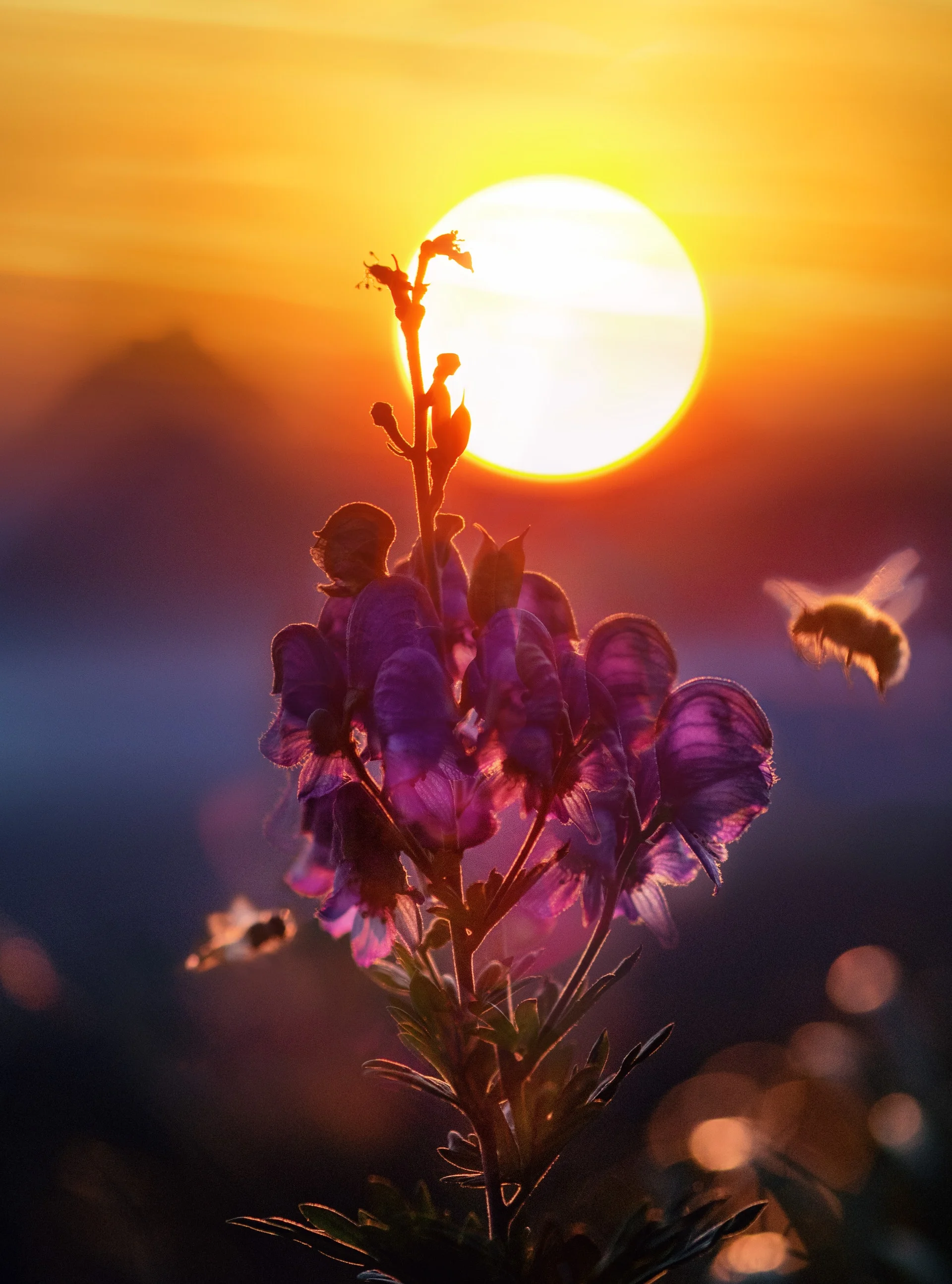 types of bees in arizona.jpg