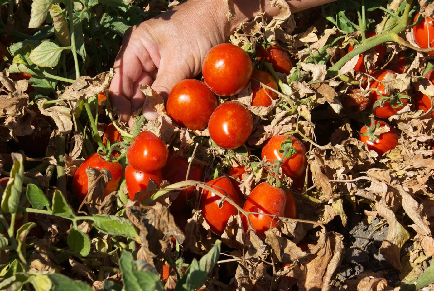 Benefits of Being a Certified Crop Advisor in the Western United States