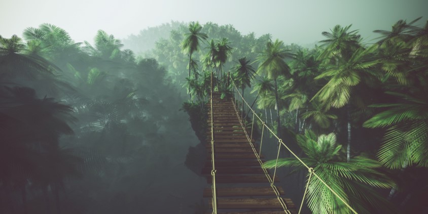 rainforest.jpg