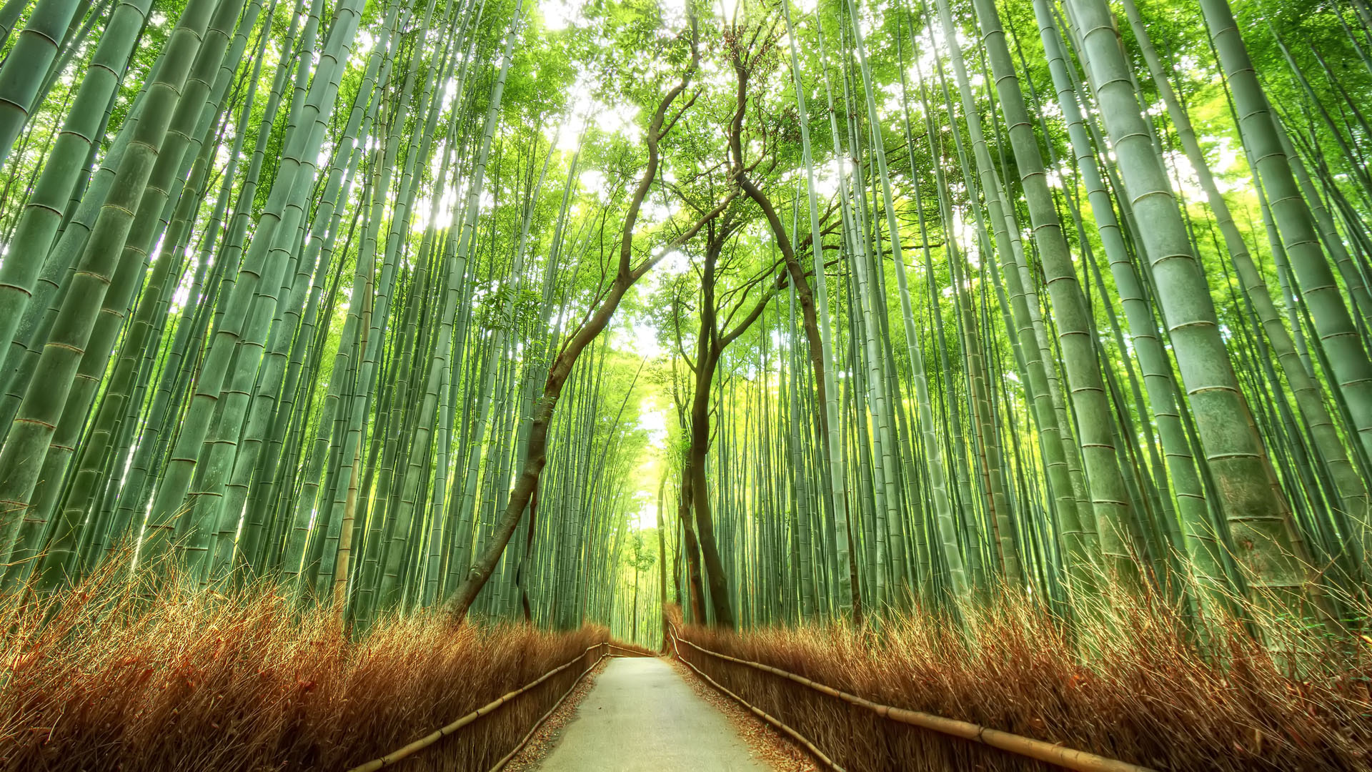 bamboo (online).jpg