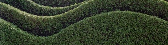 wave+hedge.jpg