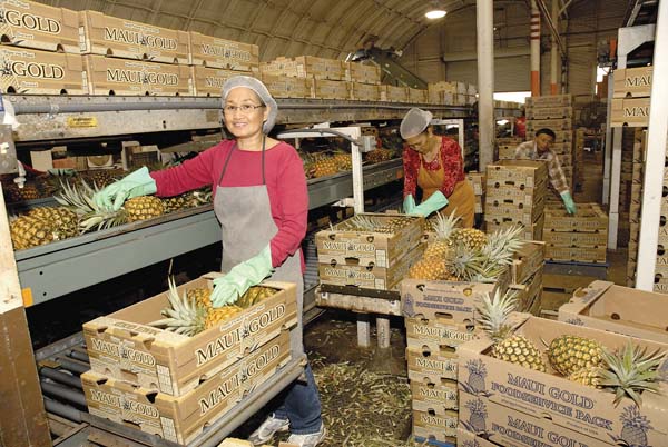 Fruit packer Marita Balala puts pineapples into boxes at a Maui Gold Pineapple Co. packing warehouse in Haliimaile. The LeVecke family has purchased Maui Gold for an undisclosed amount. The acquisition included the company’s baseyard and 800 acres of fields. STEVE BRINKMAN photos