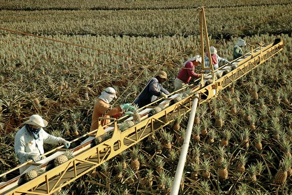 Workers pick pineapples and place them on a conveyor belt for hauling and processing. Maui Gold Pineapple’s 56 employees will continue to work under the company’s new ownership, LeVecke Corp., based in Mira Loma, Calif.
