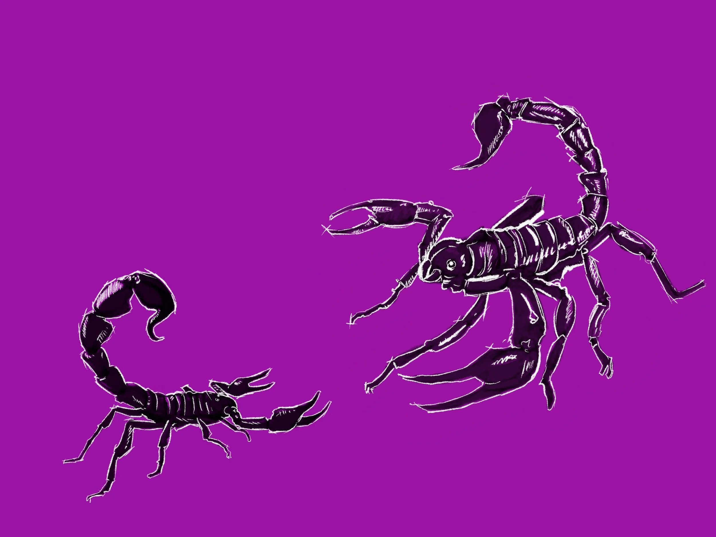 A Tail Of Two Scorpions