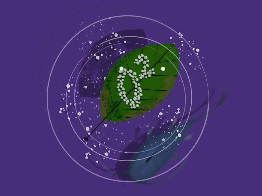 Floating Leaf Disk Lab — DataClassroom