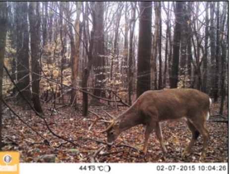 City parks: wildlife islands in a sea of cement 