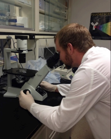 Gene expression in stem cells