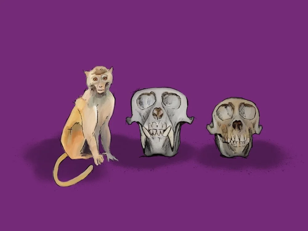 What big teeth you have!