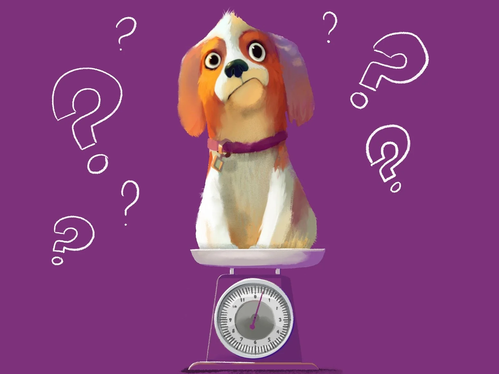 How much does this dog weigh? 