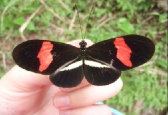 Why are butterfly wings colorful?