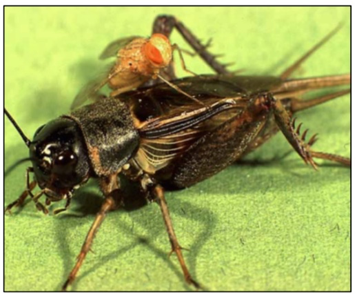 Cricket Insect Springing How the Cricket Lost It's Song Part 1 — DataClassroom