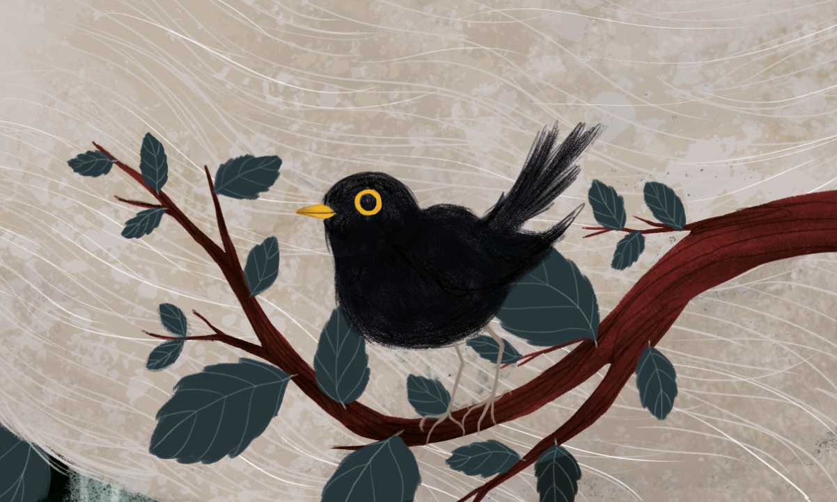 Blackbird