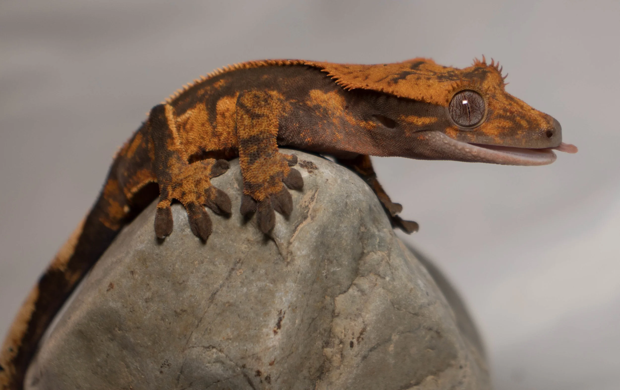 Fiona2.jpg