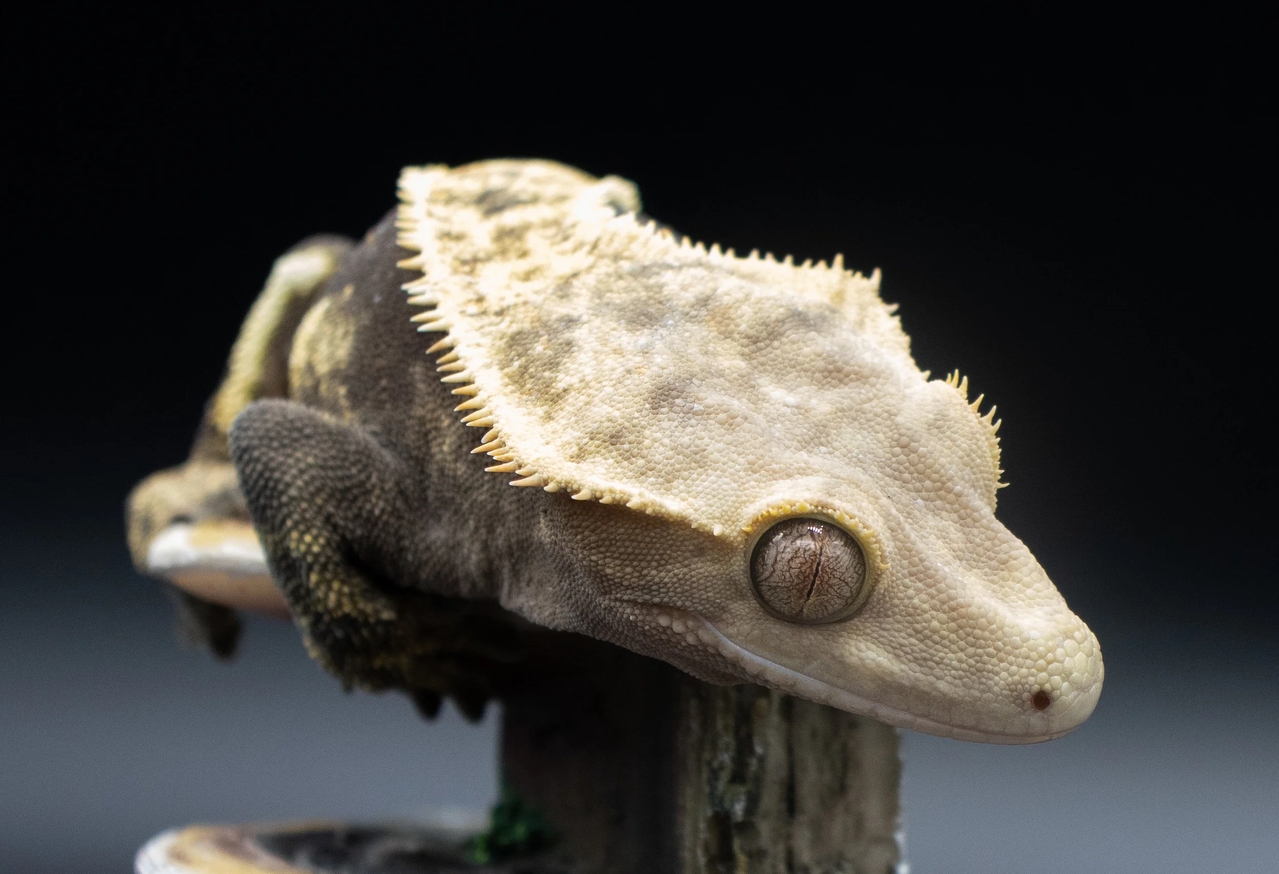 Female Crested Gecko Breeders — Gecko Overload