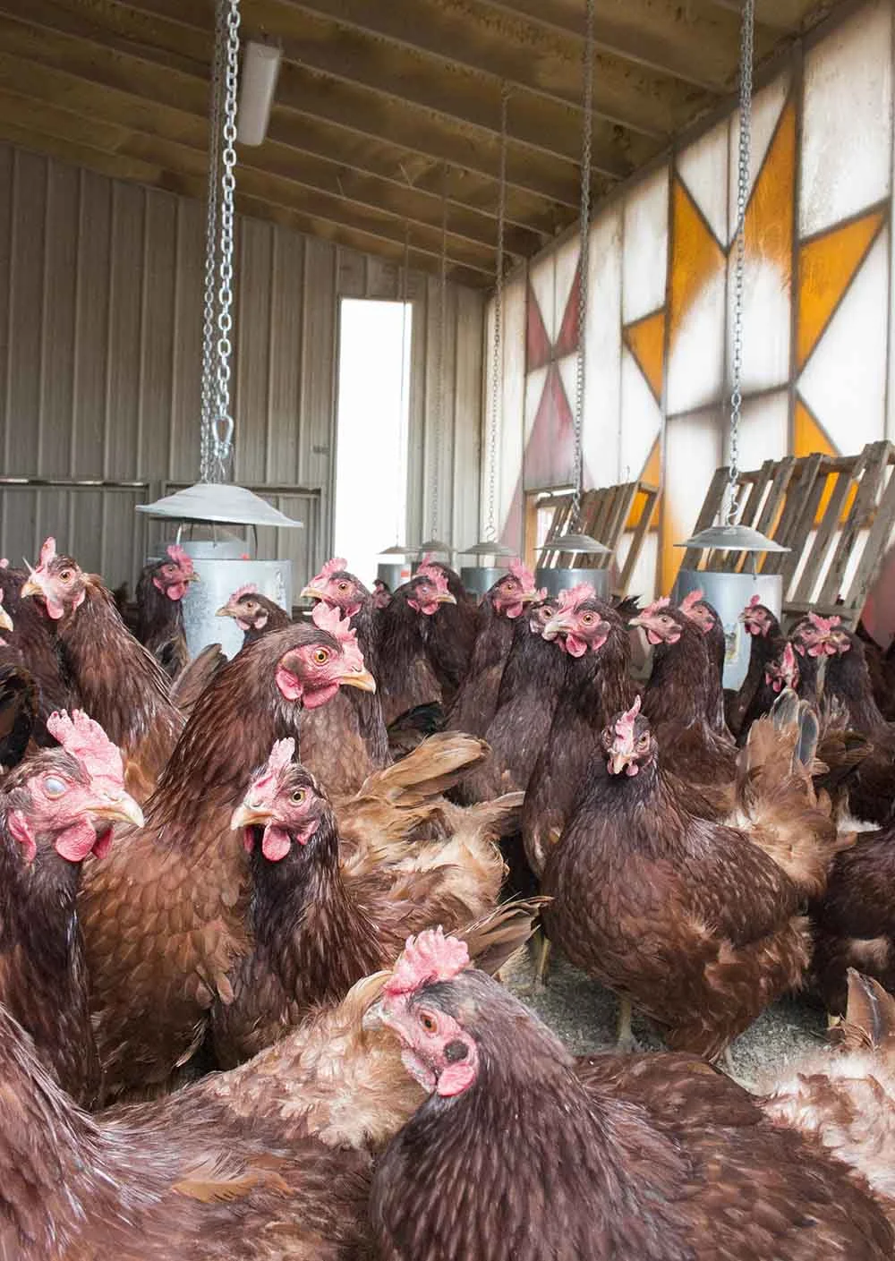 thunder_valley_chickens_in_coop.jpg