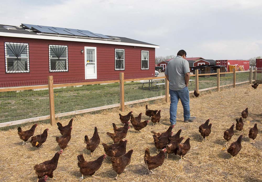 Ernest in the chicken pen at Thunder Valley.