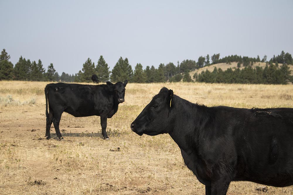 Steve’s cattle on his pasture in Roundup, Montana.