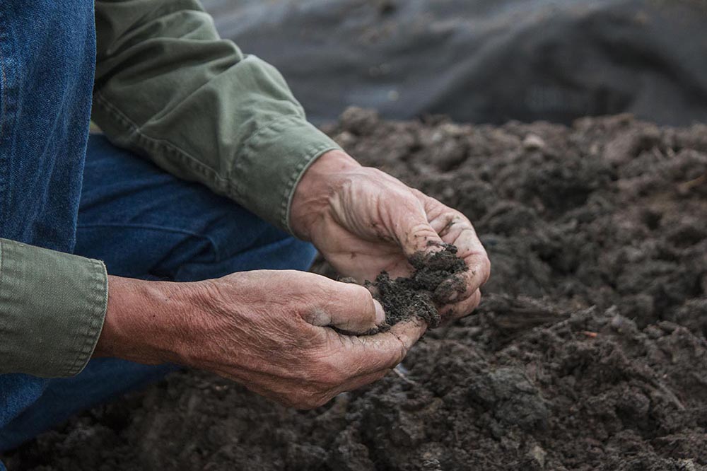 Steve feels the newly regenerated soil. Steve feeds his soil microbes and organic matter to keep his soil rich and healthy.