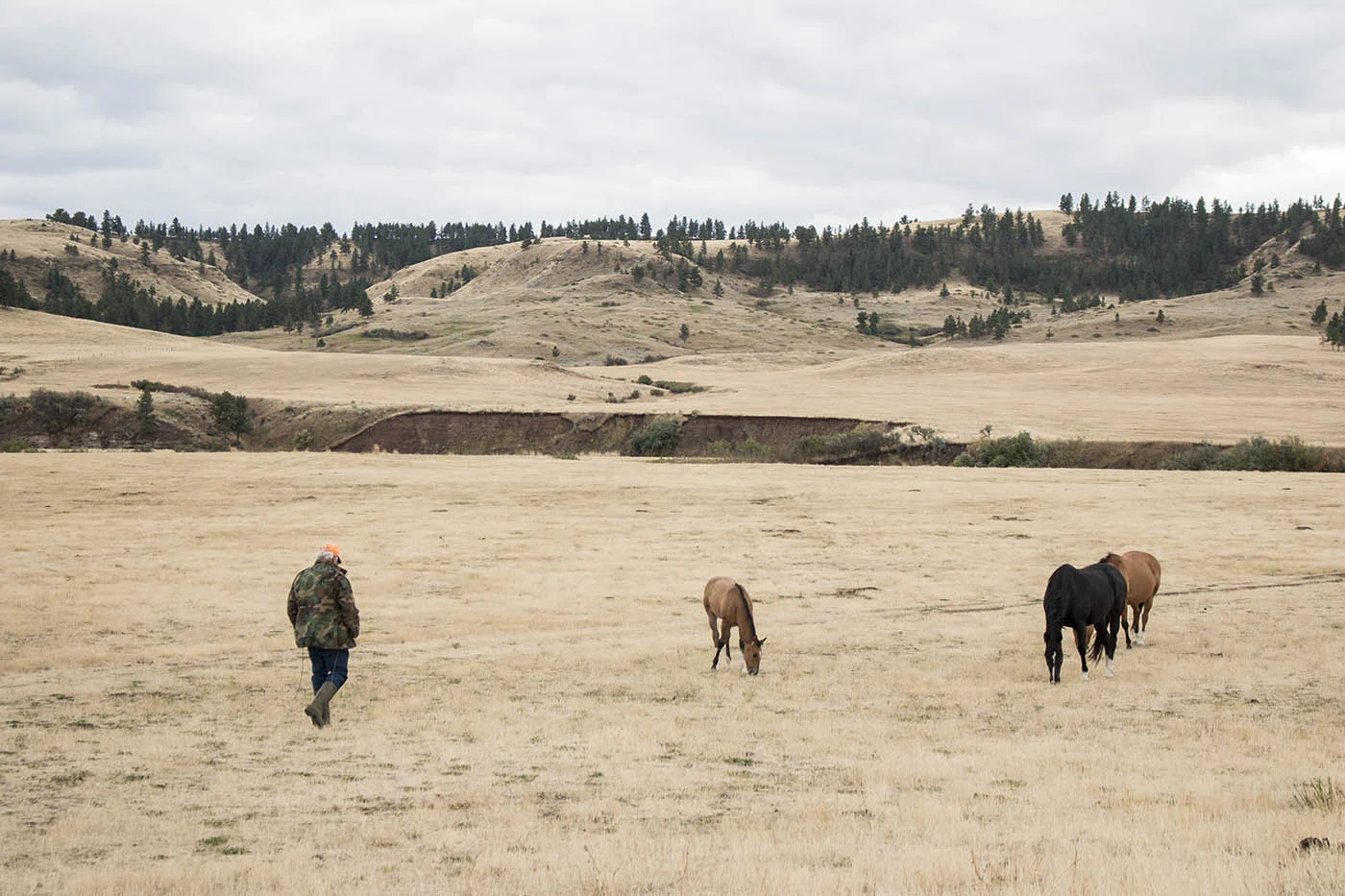   Gilles walks towards his horses out on pasture.  