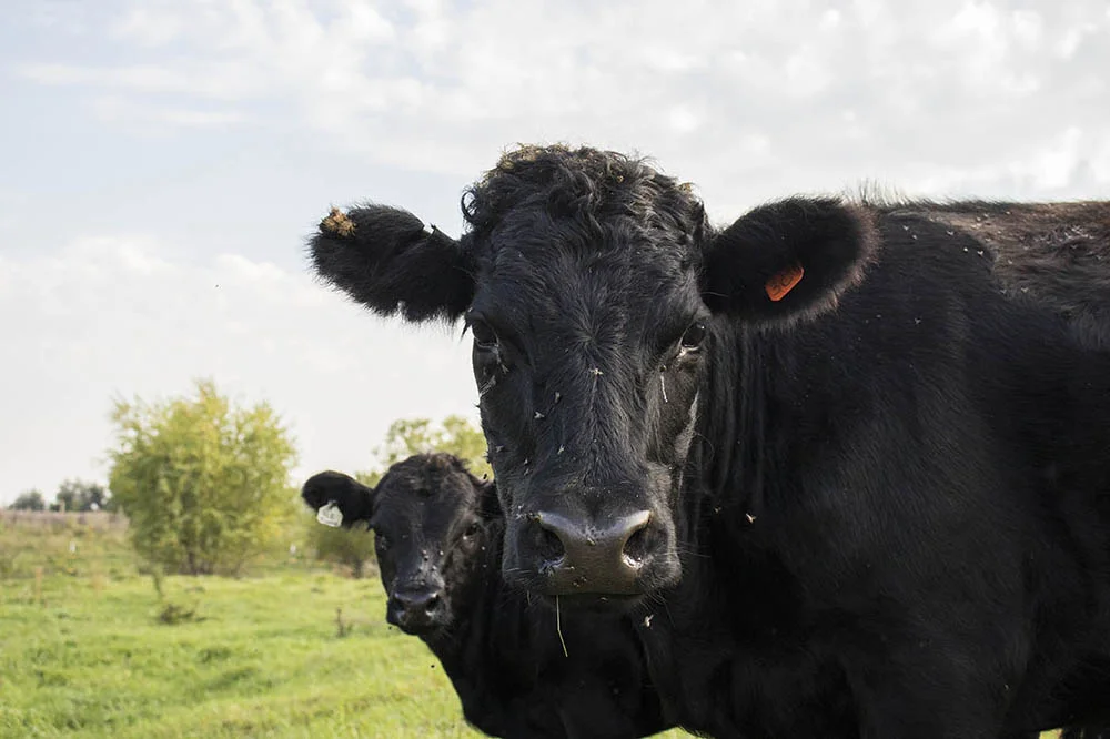   Cattle at Kristi’s home pasture in Revillo, South Dakota.  