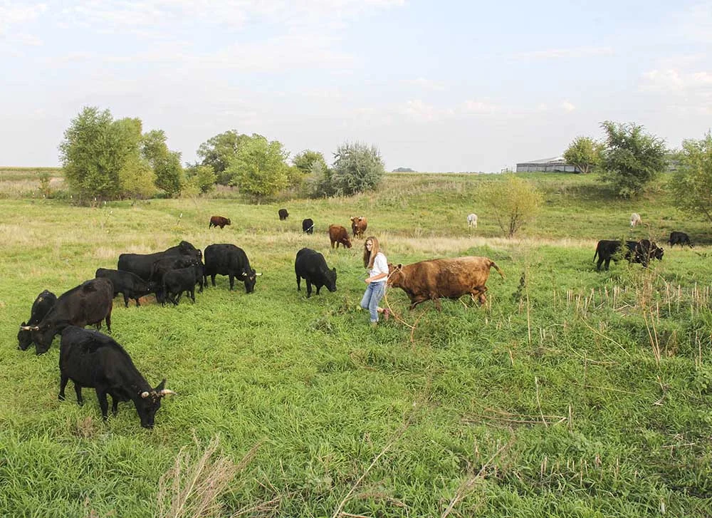 Kylie on pasture with the Mogen cattle.