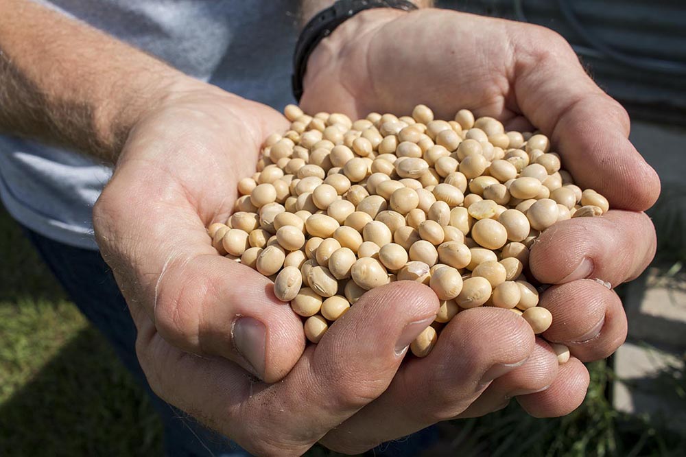 Aaron holds a handful of soy beans.