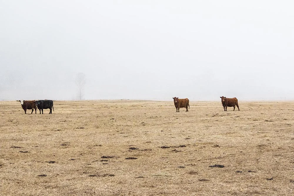 Cattle on pasture at Ferguson Family Ranches in Ridgway, Colorado.
