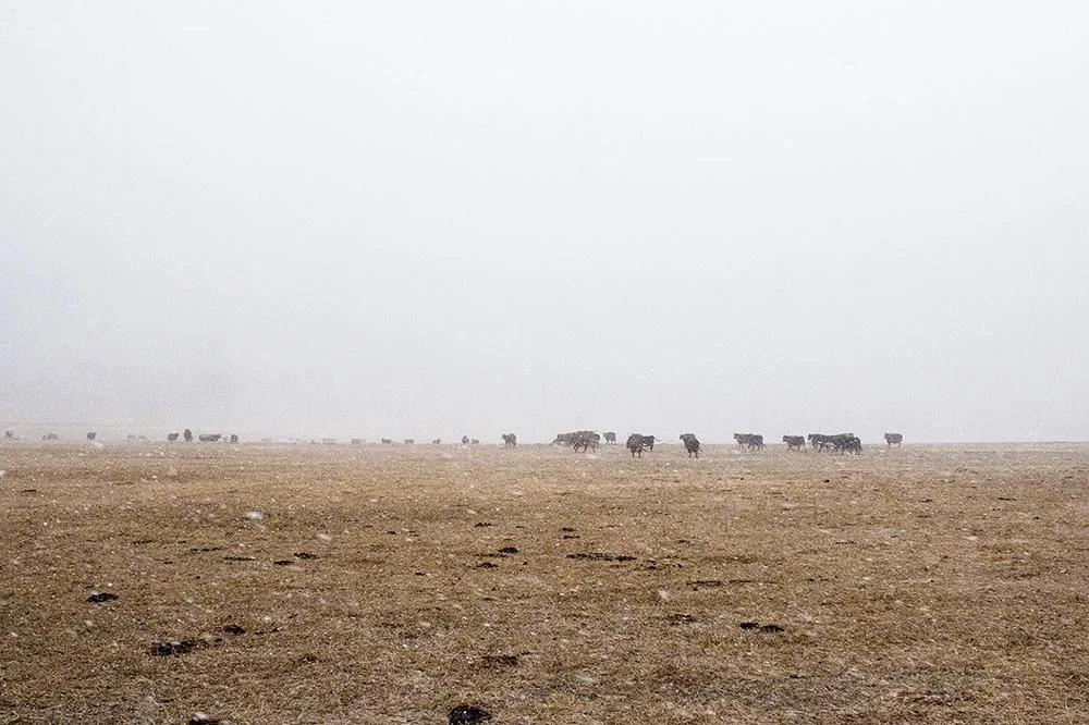 Cattle on pasture at Ferguson Family Ranches in Ridgway, Colorado.