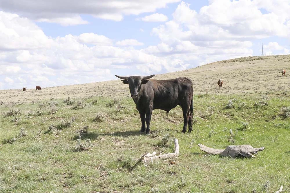 A pasture at Empire Ranch.