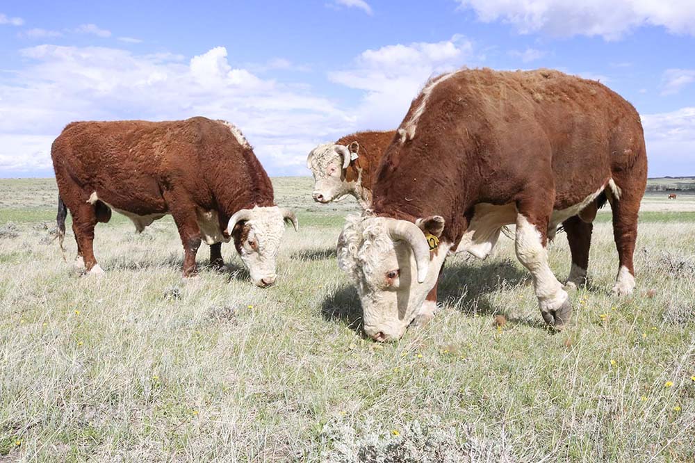 Steers at Empire Ranch.