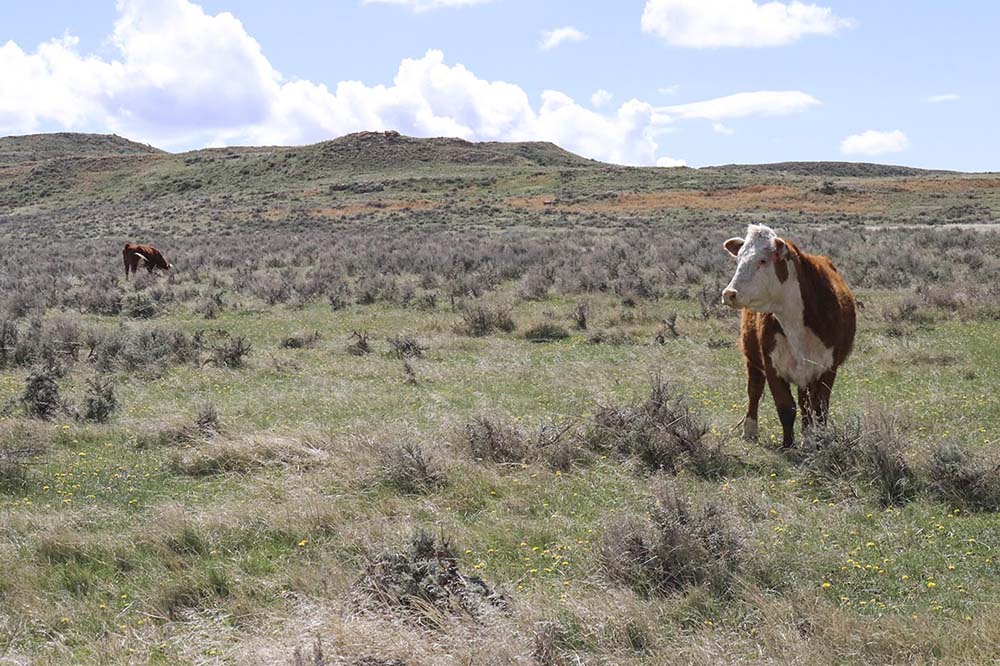 Cattle on pasture at Empire Ranch.