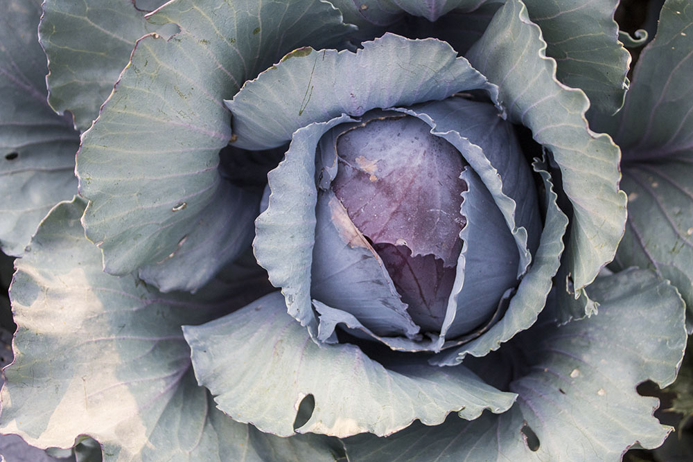   Cabbage at Lower Piney Heirloom Vegetable Gardens.  