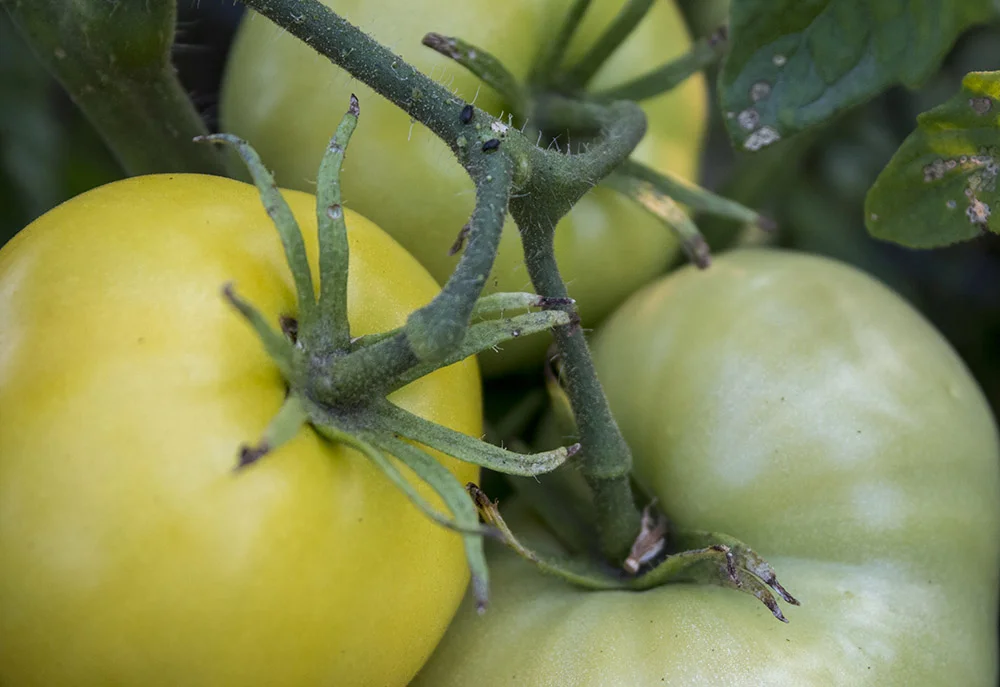   Tomatoes at Lower Piney Heirloom Vegetable Gardens.  