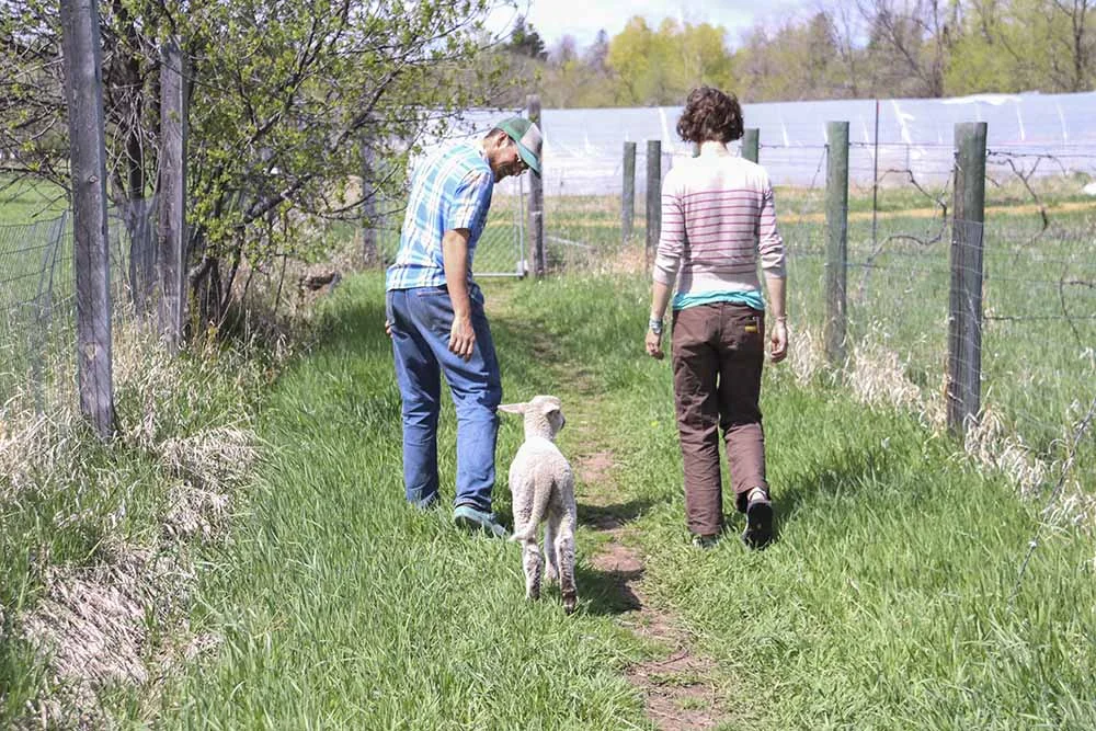 cycle_farm_lambs.jpg