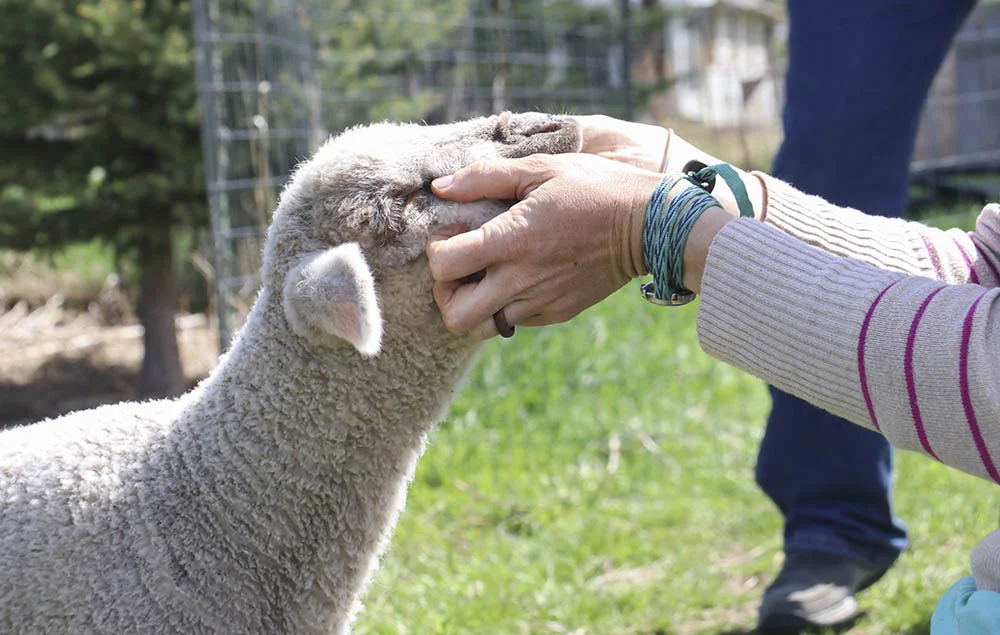 sheep_snuggles.jpg